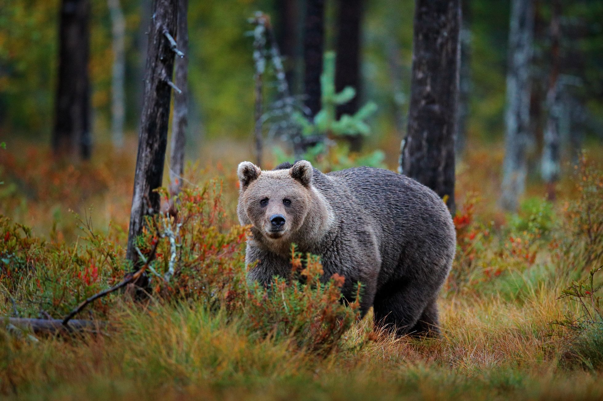 Medvěd, Rumunsko, ilustrační foto.