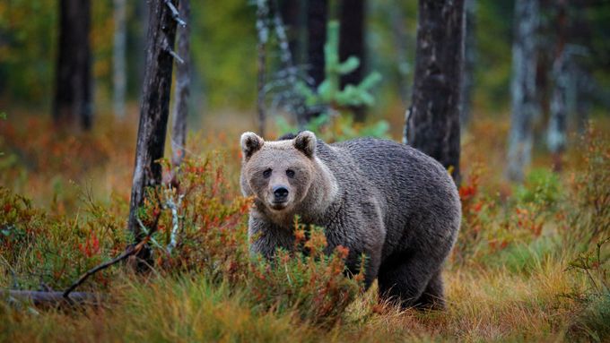 Medvěd v Rumunsku - ilustrační foto.