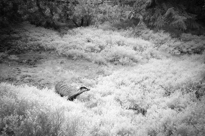 Jezevec. Záběr z fotopasti instalované na území Liberecka