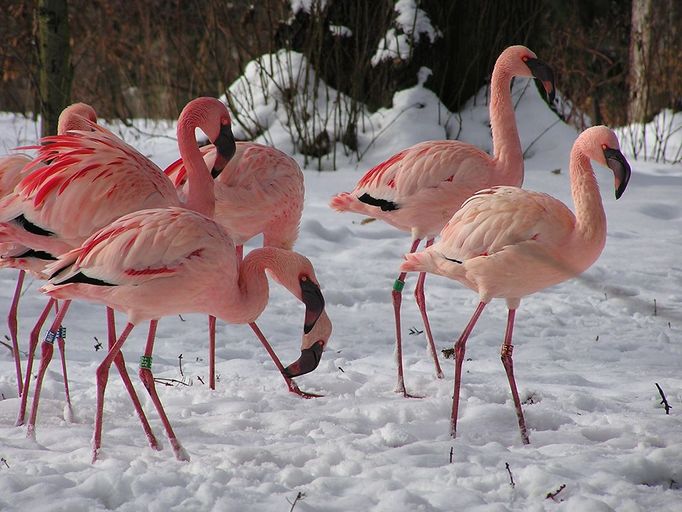 Zimní Zoo - Zoo Zlín