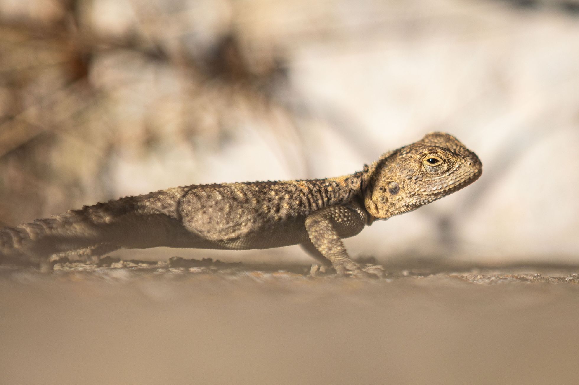 Lesbos turistické tipy, turismus, historie, antické památky, akvadukt, zkamenělý les UNESCO