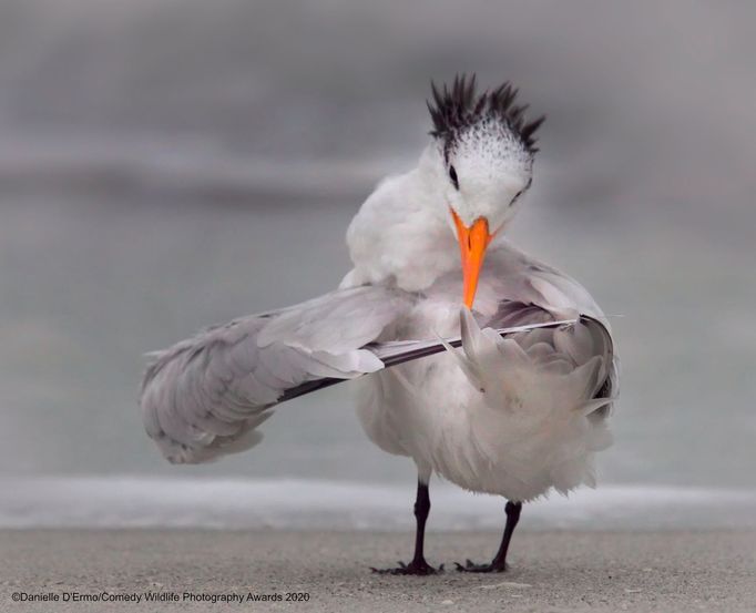 Zábavné fotky zvířat: finalisté soutěže Comedy Wildlife Awards 2020