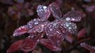 Rain drops form on the autumn leaves of small bushes in North Vancouver, British Columbia October 12, 2012. After a record-breaking dry spell since August, a welcomed several days of rain has moved in over the area. REUTERS/Andy Clark (CANADA - Tags: SOCIETY ENVIRONMENT) Published: Říj. 13, 2012, 12:30 dop.