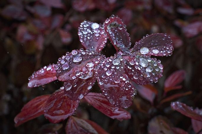 Rain drops form on the autumn leaves of small bushes in North Vancouver, British Columbia October 12, 2012. After a record-breaking dry spell since August, a welcomed several days of rain has moved in over the area. REUTERS/Andy Clark (CANADA - Tags: SOCIETY ENVIRONMENT) Published: Říj. 13, 2012, 12:30 dop.