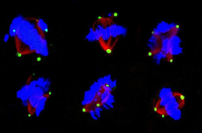 MITOTICKÁ KATASTROFA. Některé názvy svého vynálezce nezapřou