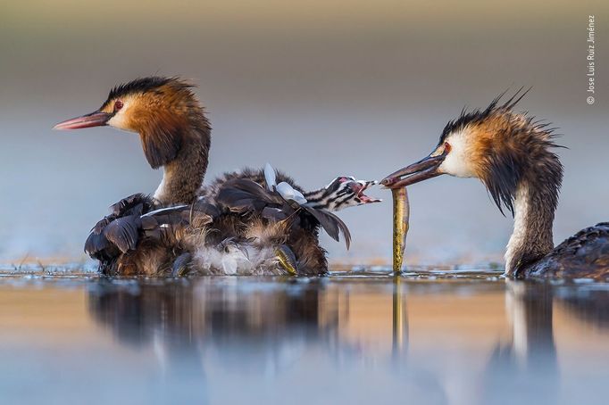 Vítězové soutěže Wildlife Photographer of the Year 2020