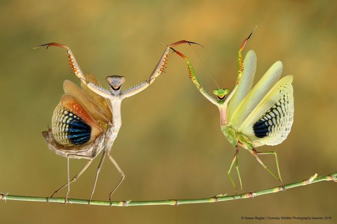 Comedy Wildlife Photography Awards 2019: výběr ze zatím zaslaných fotografií