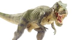 T-rex, tyranosaurus
