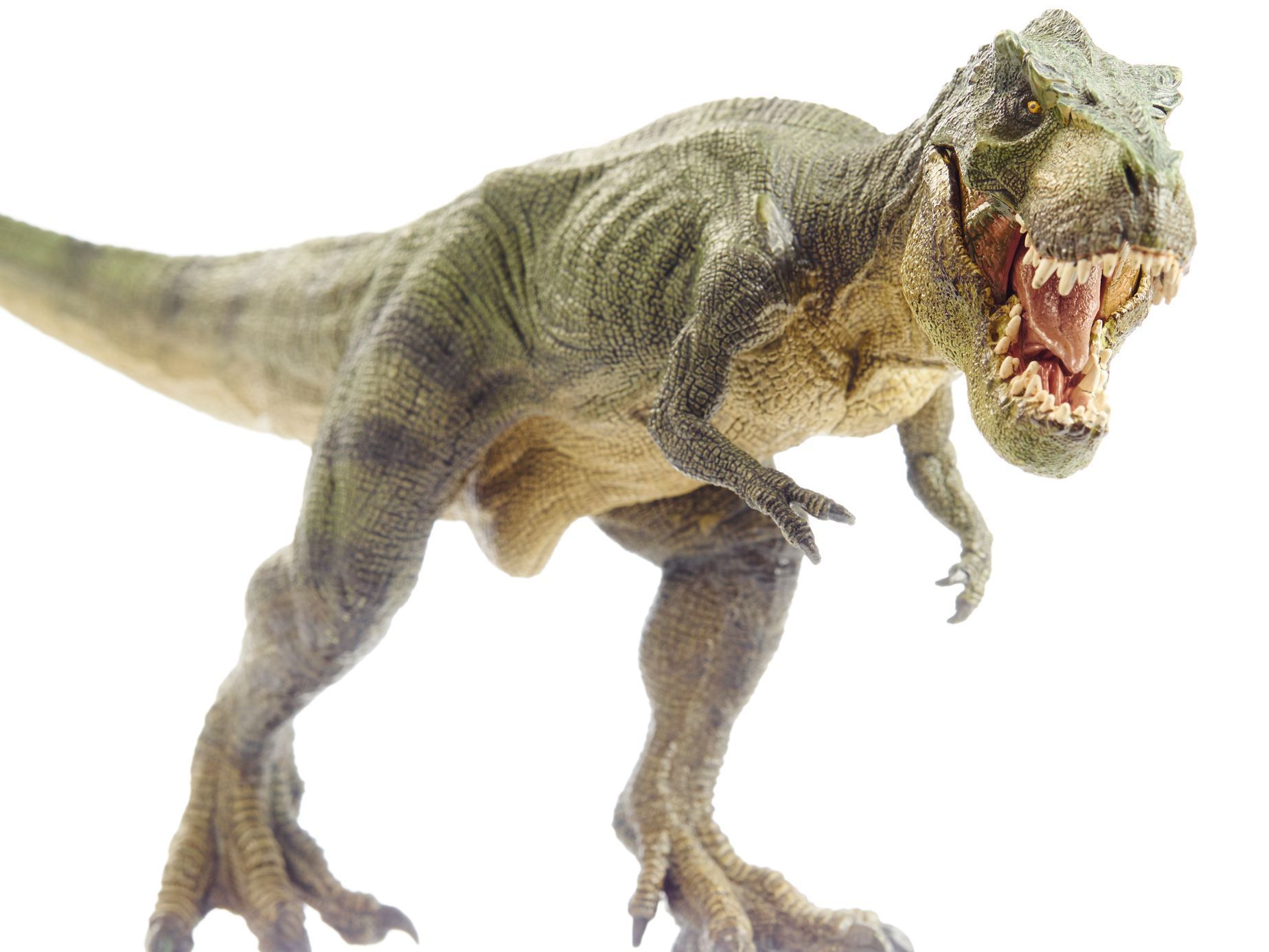 T-rex, tyranosaurus