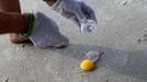 South Carolina United Turtle Enthusiasts (SCUTE) coordinator Sue Habermeier opens a Green turtle egg for a DNA sample on Garden City Beach, South Carolina August 13, 2012. During a nest relocation or inspection, one egg is sacrificed for the DNA sample located in the membrane on the inside of the shell that scientists use to track the female turtles. Turtle volunteers walk the area's beaches along South Carolina's coast daily during the nesting season, looking for signs of turtle activity and keeping tabs on the progress of the endangered species of turtles that lay their eggs along the coast. Photo taken August 1,3 2012. REUTERS/Randall Hill (UNITED STATES - Tags: ANIMALS ENVIRONMENT)