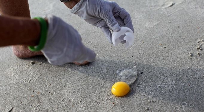 South Carolina United Turtle Enthusiasts (SCUTE) coordinator Sue Habermeier opens a Green turtle egg for a DNA sample on Garden City Beach, South Carolina August 13, 2012. During a nest relocation or inspection, one egg is sacrificed for the DNA sample located in the membrane on the inside of the shell that scientists use to track the female turtles. Turtle volunteers walk the area's beaches along South Carolina's coast daily during the nesting season, looking for signs of turtle activity and keeping tabs on the progress of the endangered species of turtles that lay their eggs along the coast. Photo taken August 1,3 2012. REUTERS/Randall Hill (UNITED STATES - Tags: ANIMALS ENVIRONMENT)