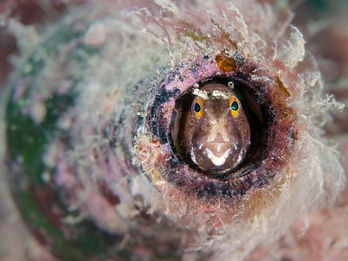 Vítězové soutěže Underwater Photographer of the Year 2024