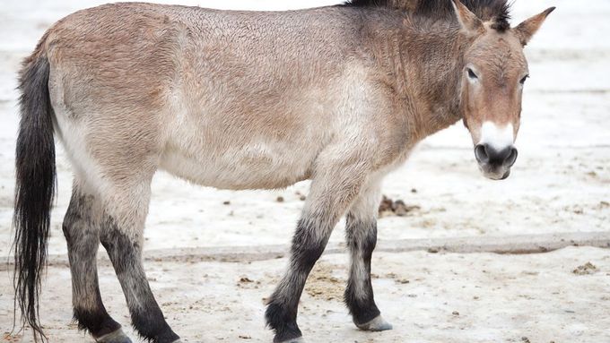 Kůň Převalského zmizel z přírody, ale díky pražské zoo přežil