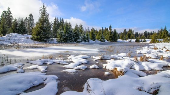 Foto: Nástup zimy na Šumavě. Kolem Modravy už je bílo, sněhu je však zatím málo