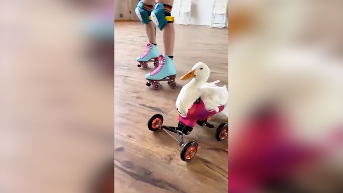 Káčátko Kiwi se učí znovu chodit s invalidním vozíkem