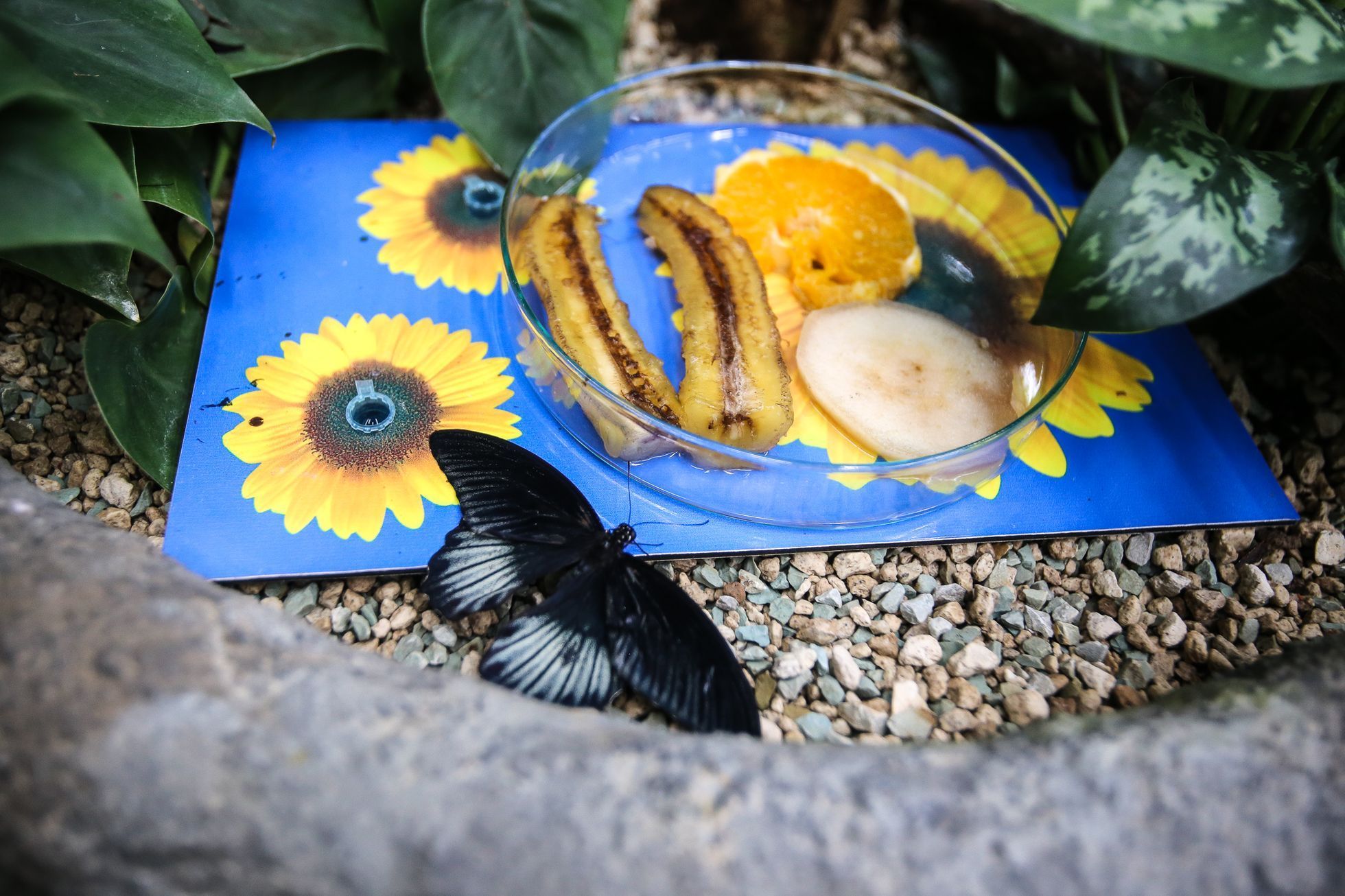 Motýlí dům v Praze v hračkářství Hamleys