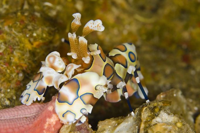 Student 2nd Place Phillip Gillette, Florida Harlequin shrimp, Hymenocera picta Similan Islands, Thailand