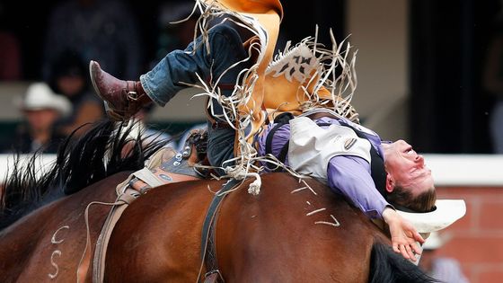 Kovbojové na divokých koních: Jak vypadá pravé rodeo?