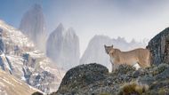 Aaron Baggenstos (USA): Na stráži svého království. Puma v horském terénu národního parku Torres del Paine v Chile.