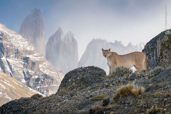 Fotografie ze soutěže Wildlife Photographer of the Year, které se utkají o cenu veřejnosti.