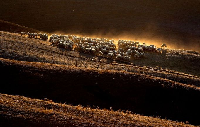 Ovce pasoucí se na poli v Crete Senes (Sienneské hlíny), oblasti poblíž Asciana, 6. října 2011. Crete Senesi, které se nachází v italském regionu Toskánsko jižně od Sény, je plné nedotčené krajiny, kopců a lesů. Před 2.5 miliony lety byla tato oblast pokryta pliocénním mořem a hlína, která má charakteristickou šedou barvu a vytváří tak "měsíční" vzhled krajiny, představuje sedimenty, které se po moři zachovaly dodnes. REUTERS/Max Rossi