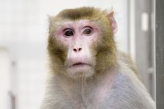 Opice, jež méně jedly, pomaleji stárly. A co lidé?