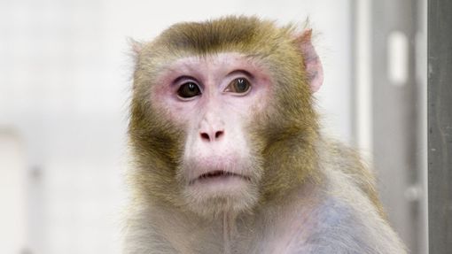 Makak rhesus pojmenovaný Canto je ve věku 27 let jednou z nejstarších opic v pokusu. Patří do skupiny s omezenou výživou.