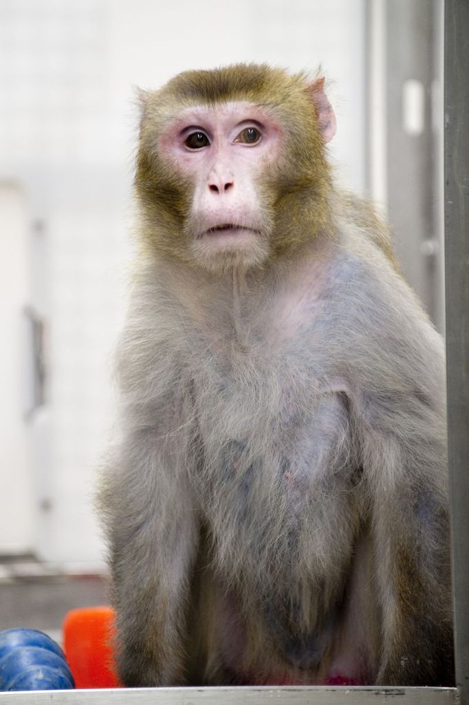 Makak rhesus pojmenovaný Canto je ve věku 27 let jednou z nejstarších opic v pokusu. Patří do skupiny s omezenou výživou.