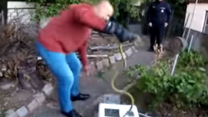 Policie zveřejnila záběry z odchycení nebezpečného hada.