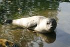 V ústecké zoo uhynulo dvouměsíční mládě tuleně