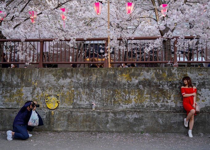 Hanami, Japonsko