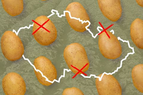 Konec brambor v Česku? Velká grafika ukazuje, jak se mění cena, spotřeba i pěstování