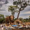 Wildlife Photographer of the Year 2023. Snímky nominované na cenu veřejnosti People Choice Award