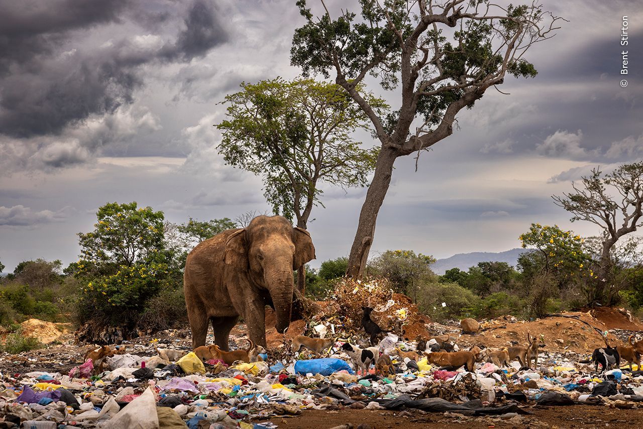 Wildlife Photographer of the Year 2023. Snímky nominované na cenu veřejnosti People Choice Award