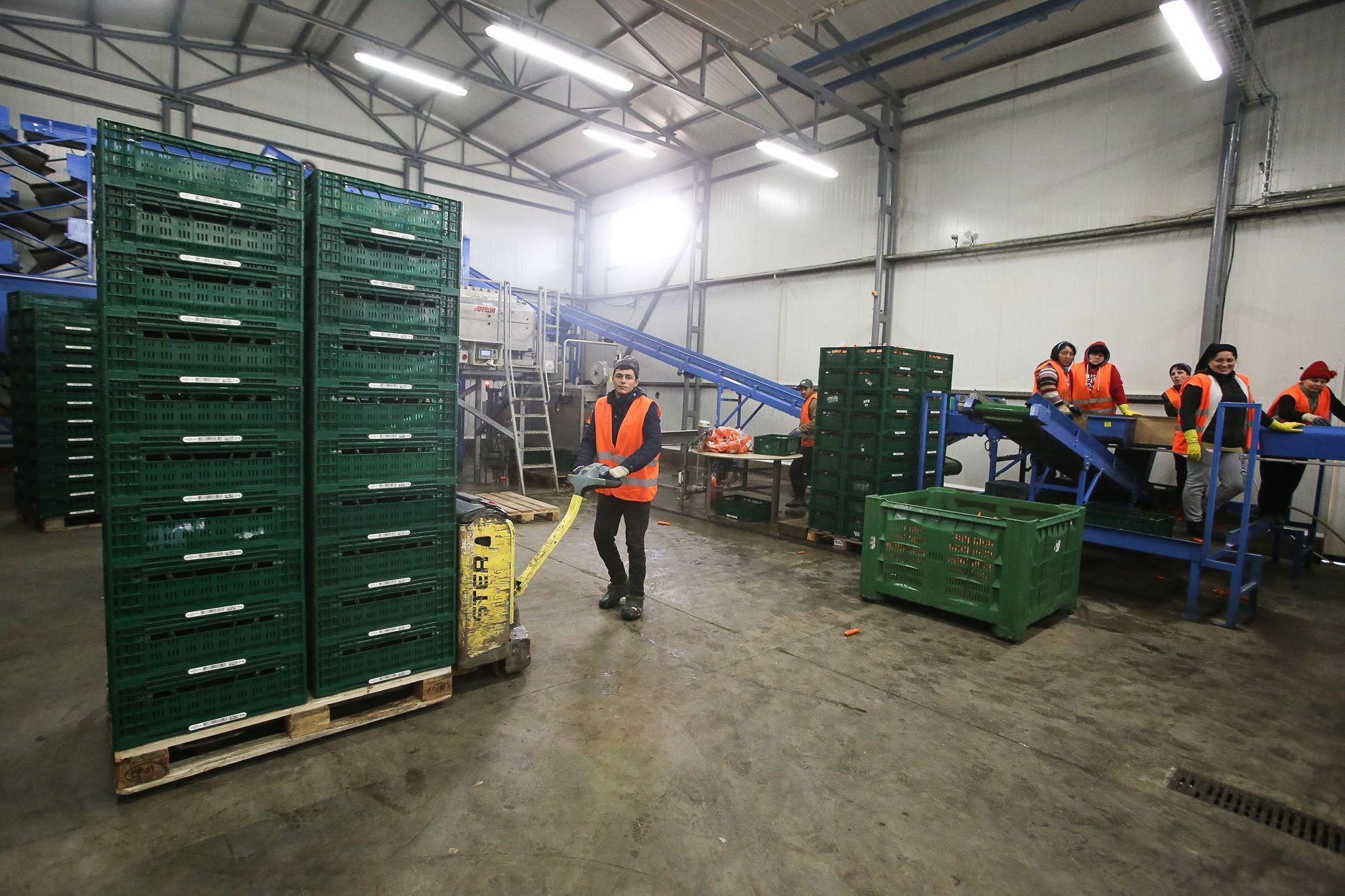 Křivá zelenina, 2. jakost, Odbytové družstvo Polabí - dodavatel zeleniny pro Tesco