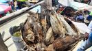 Záběry z voodoo trhu, kde se prodávají zvířecí ostatky, mimo jiné i lidoopí lebky.