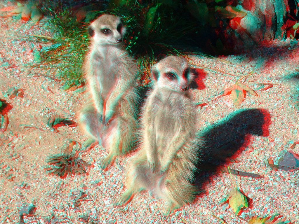 ZOO 3D
