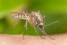 Nakazili nakažlivé komáry. Vědci přišli na způsob, jak omezit nebezpečnou horečku