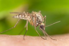 "Nejnebezpečnější zvíře na světě." Komáři umí předvídat, kde bude povodeň, říká vědec