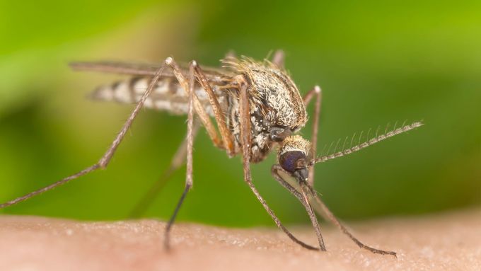 Komár (ilustrační foto).