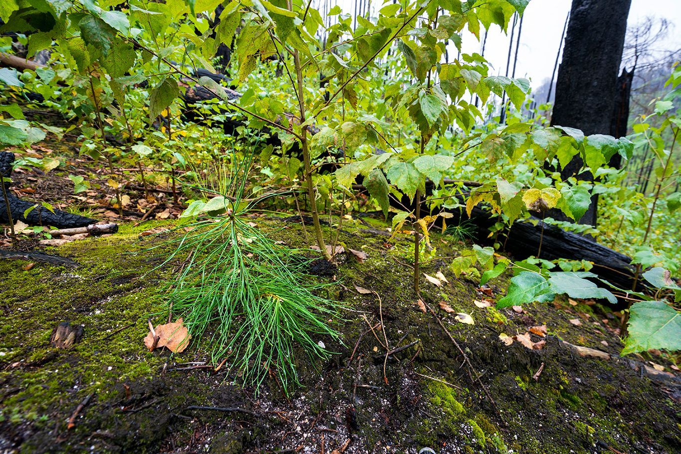 NP České Švýcarsko