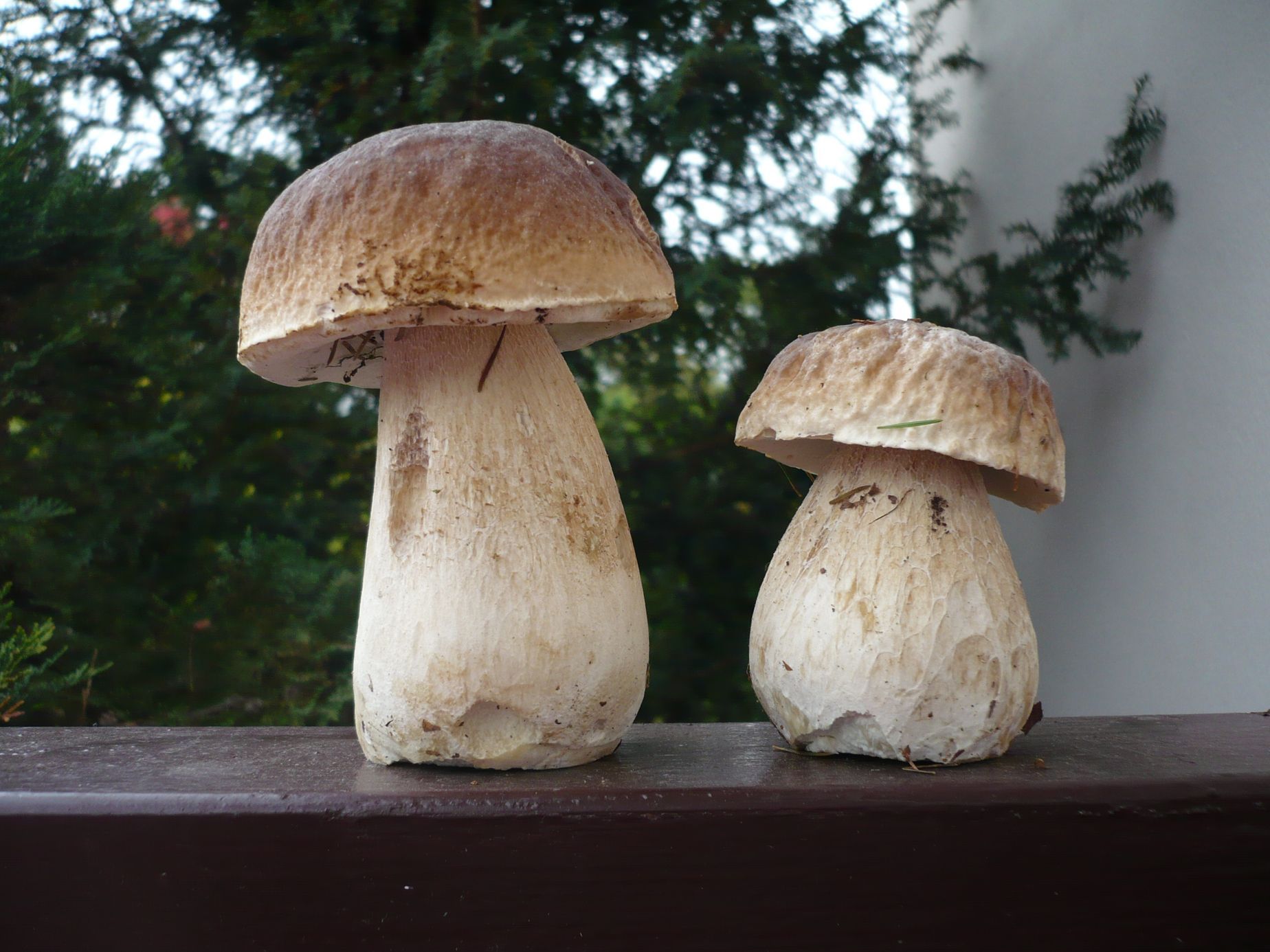 NEPOUŽÍVAT !!! Fotosoutěž houby 2017