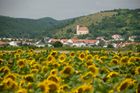 Burgenland neboli Hradsko začíná nedaleko Bratislavy a táhne se podél rakousko-maďarské hranice. Jedna z nejmenších spolkových zemí zaujme především nádhernou přírodou, sportovními aktivitami a kulturními zážitky.