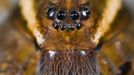 Face of six spotted fishing spider