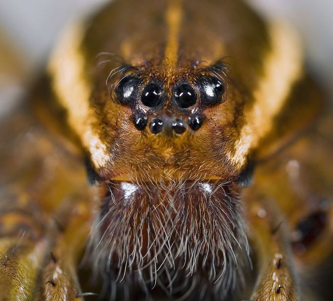 Face of six spotted fishing spider