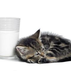 Kočka a mléko