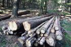 Šumavské dřevo mizí pod cenou za hranicemi, tvrdí obce
