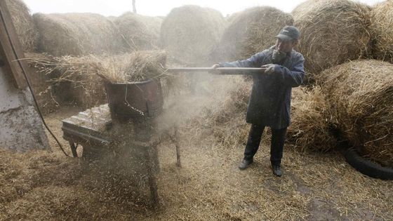 Obrazem: Sezóna je tu. Takhle vypadá houbová farma v Rusku