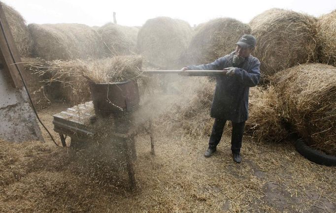 An employee crushes straw, a basic nutrient for oyster mushrooms, also known as Veshenka mushrooms or Pleurotus Ostreatus, inside a private mushroom farm in the settlement of Beryozovka outside Krasnoyarsk, May 16, 2012. The farm is the only cultivator and supplier of oyster mushrooms in the region. Oyster mushrooms lower cholesterol levels and reduce the risk of oncological diseases, according to farm co-owner Sergei Murunov. REUTERS/Ilya Naymushin (RUSSIA - Tags: AGRICULTURE SOCIETY) Published: Kvě. 16, 2012, 2:53 odp.