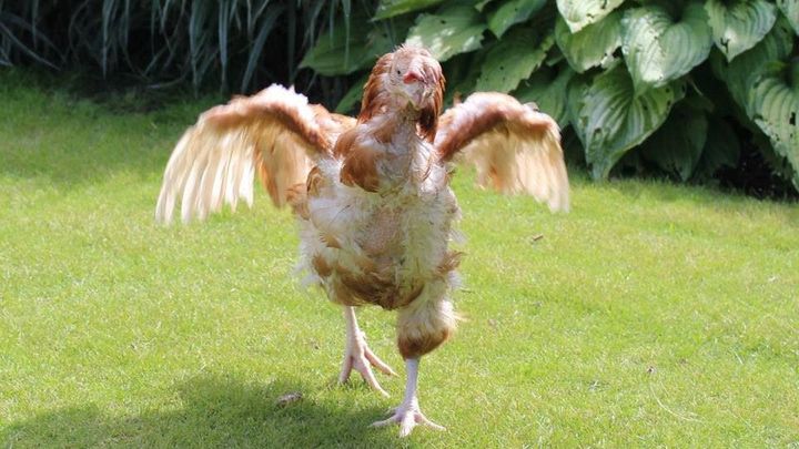 Tajný život nosnic. Podívejte se, jak se žije slepicím, které opustí velkochov